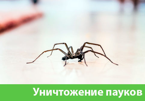 Избавиться от пауков в городе Ногинск