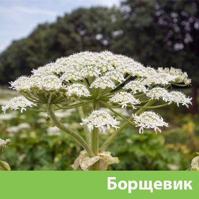 Борщевик в Ногинске