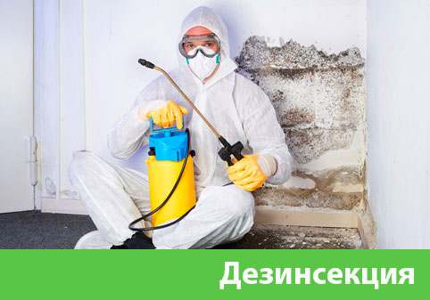 Дезинсекция в городе Ногинск
