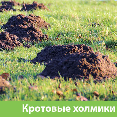 Кроты на участке в Ногинске