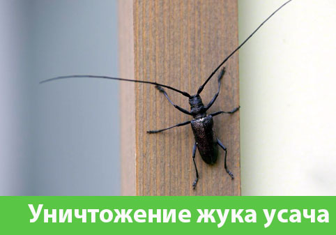 Обработка от жука усача в городе Ногинск