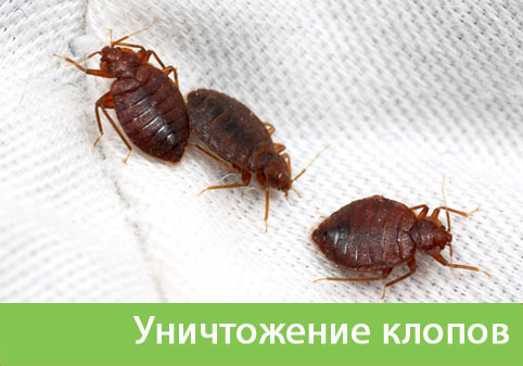 Уничтожение клопов в городе Ногинск