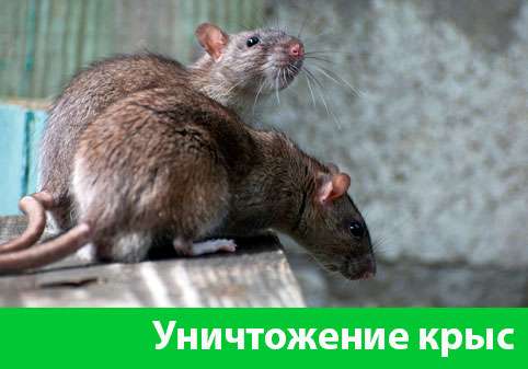 Уничтожение крыс в городе Ногинск