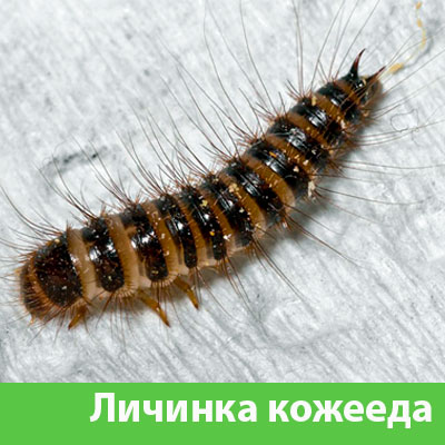 Личинка Кожееда в Ногинске