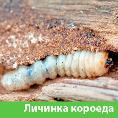 Уничтожение личинок короеда в Ногинске