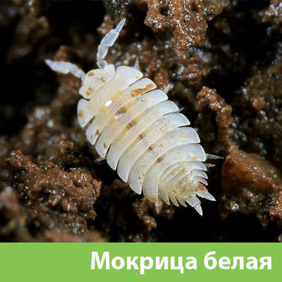 Мокрица в Ногинске фото