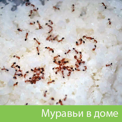 Муравьи в доме в Ногинске