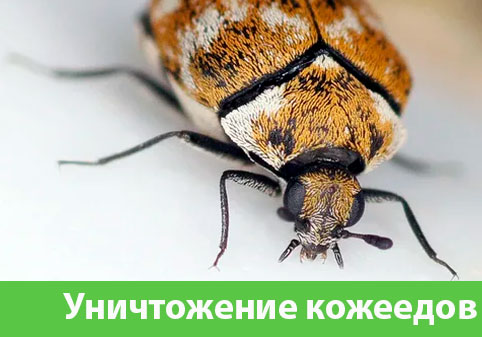 Обработка от кожееда в городе Ногинск 
