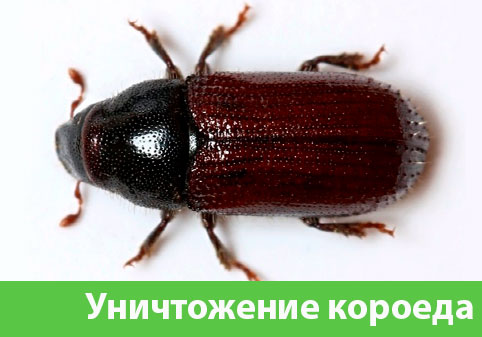 Обработка от короеда в городе Ногинск