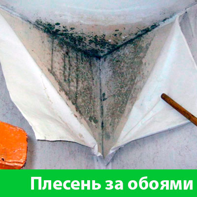 Удаление плесени в Ногинске