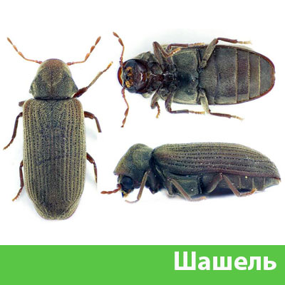 Обработка от шашеля в городе Ногинск