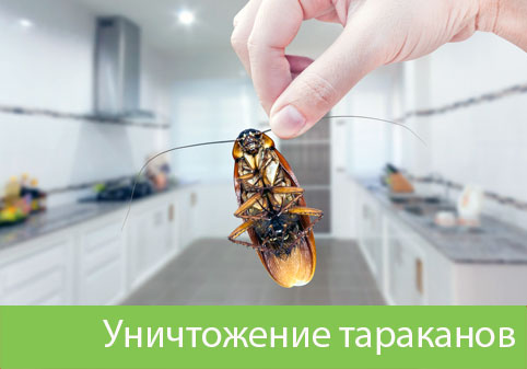 Уничтожение тараканов в городе Ногинск
