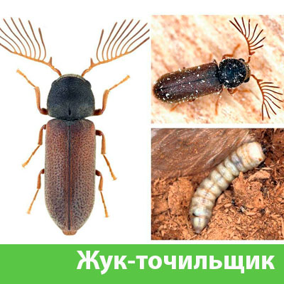 Уничтожение точильщика и личинок в Ногинске