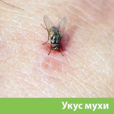 Уничтожение мух в Ногинске