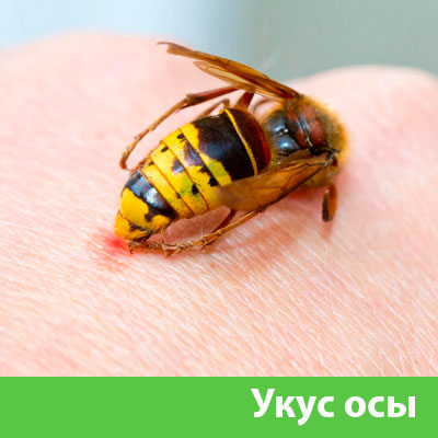 Профессиональное уничтожение ос и шершней в Ногинске