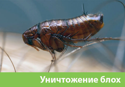 Уничтожение блох в городе Ногинск