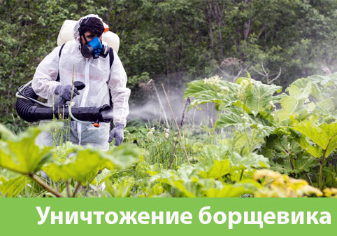Уничтожение Борщевика в городе Ногинск