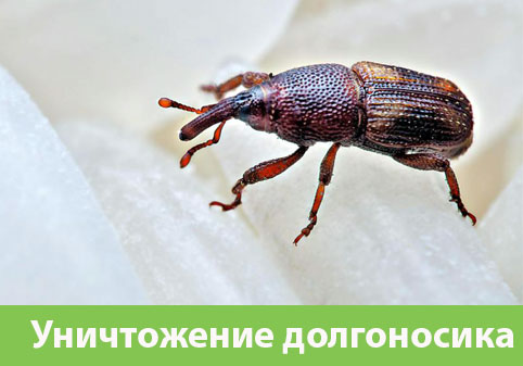 Уничтожение долгоносиков в городе Ногинск