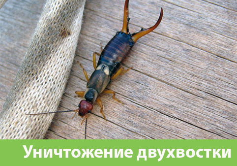 Уничтожение двухвостки в городе Ногинск