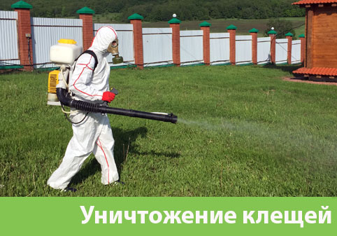 Уничтожение клещей в городе Ногинск