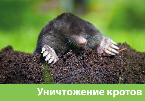 Уничтожение кротов в городе Ногинск