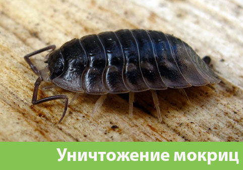 Мокрицы в квартире в городе Ногинск