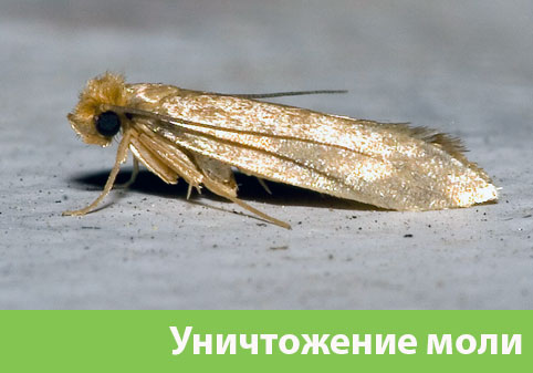 Уничтожение моли в городе Ногинск 
