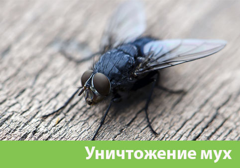 Уничтожение мух в городе Ногинск