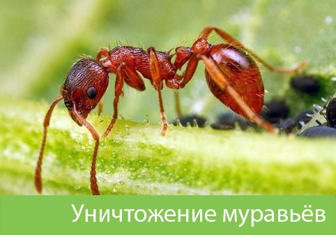 Уничтожение муравьёв в городе Ногинск