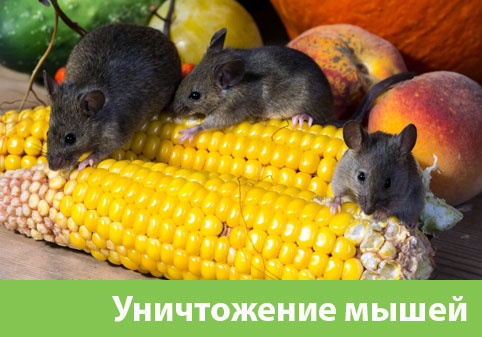 Уничтожение мышей в Ногинске