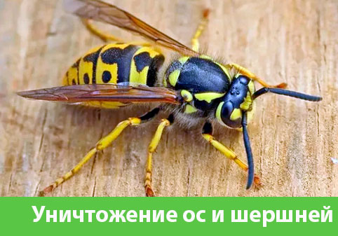 Уничтожение ос и шершней в городе Ногинск
