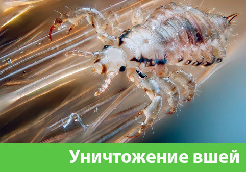 Уничтожение вшей в городе Ногинск
